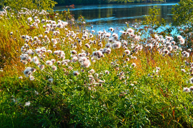 Обои картинки фото карелия, природа, реки, озера, цветы, трава, река