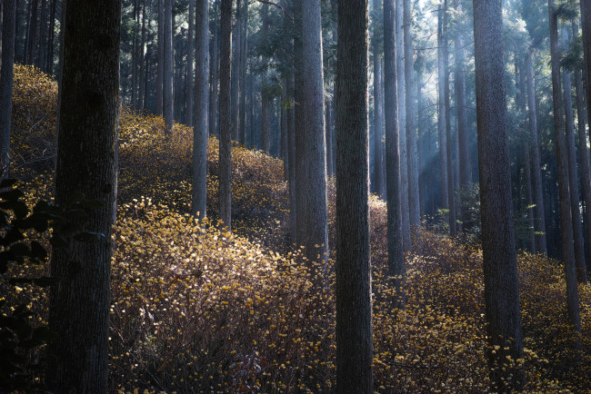 Обои картинки фото природа, лес, осень, утро