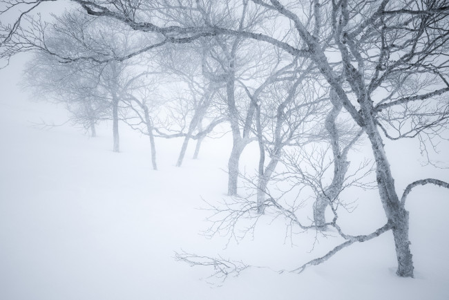 Обои картинки фото природа, зима, туман, снег, дерево