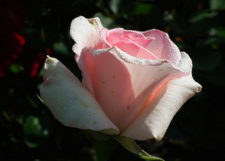 Картинка цветы розы бутон розовый капли