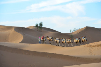 Картинка животные верблюды пустыня караван песок