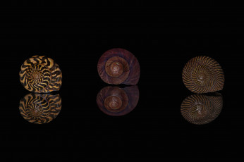 Картинка разное ракушки +кораллы +декоративные+и+spa-камни отражение макро узор