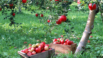 Картинка еда Яблоки ящики яблоки фрукты сад урожай