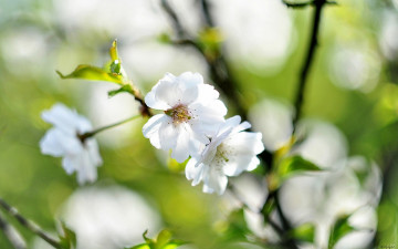 Картинка цветы сакура +вишня весна вишня ветки цветение