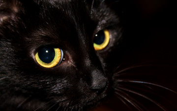 Картинка животные коты кошка кот морда усы глаза черный