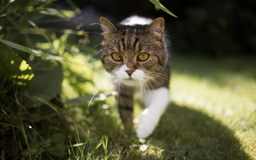 Картинка животные коты кот прогулка взгляд
