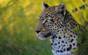 Картинка животные леопарды портрет морда дикая кошка леопард боке