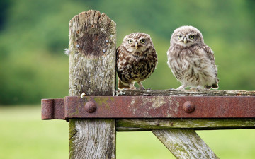 Картинка животные совы изгородь совята забор