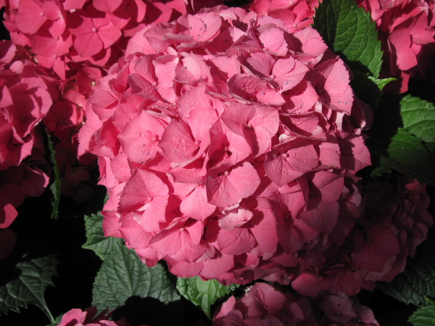 Обои картинки фото цветы, гортензия, розовый