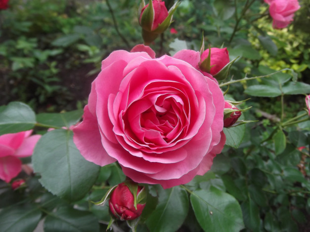 Обои картинки фото цветы, розы, бутоны, много, розовый, куст
