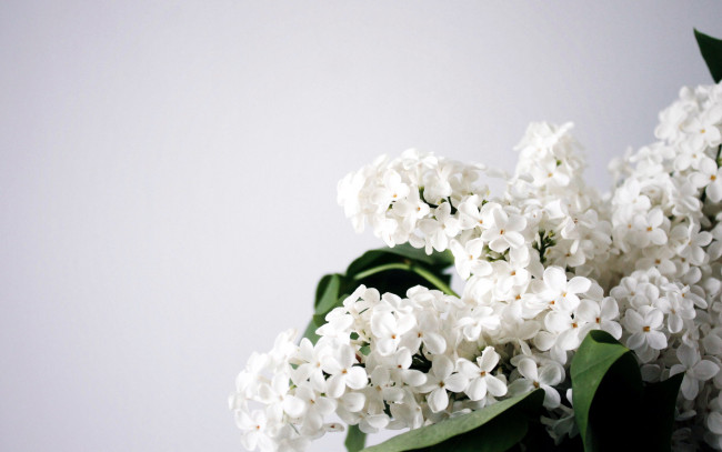 Обои картинки фото цветы, сирень, белый, гроздь, весна