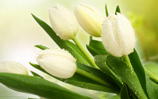 Обои картинки фото цветы, тюльпаны, белые, букет, капли, листья