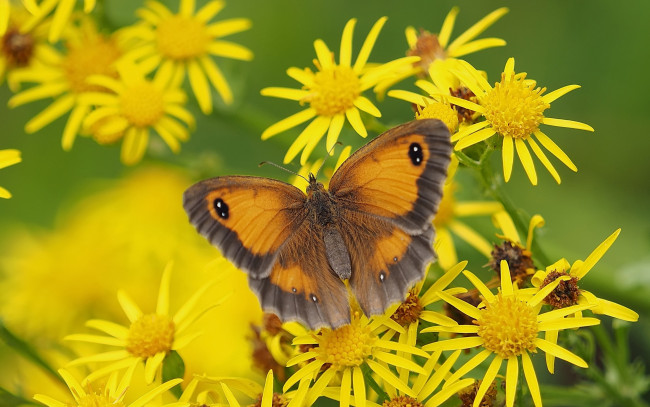 Обои картинки фото животные, бабочки,  мотыльки,  моли, бабочка, макро, цветы, Якобея, крупноглазка, жёлто-бурая