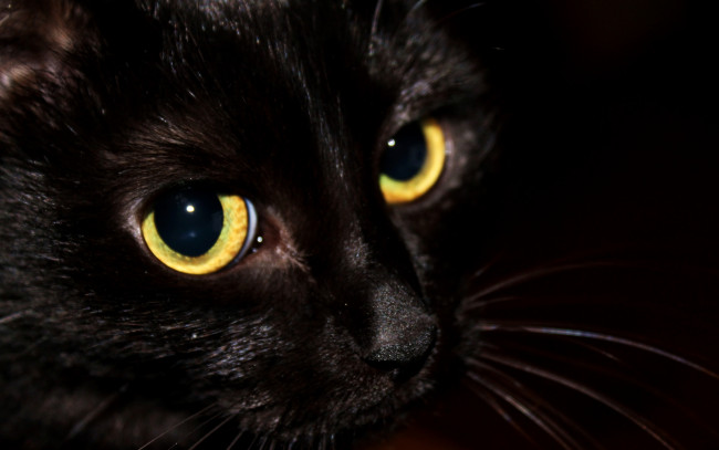 Обои картинки фото животные, коты, кошка, кот, морда, усы, глаза, черный