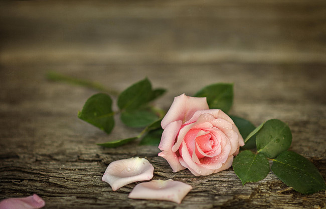 Обои картинки фото цветы, розы, капли, лепестки