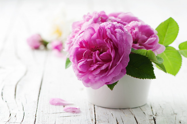 Обои картинки фото цветы, розы, капли, розовый