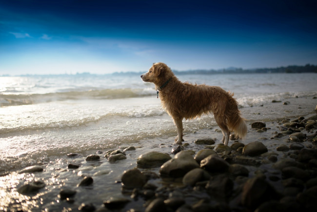 Обои картинки фото животные, собаки, собака, взгляд, море