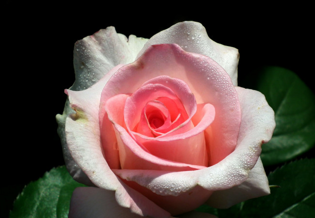 Обои картинки фото цветы, розы, макро, бутон, розовый