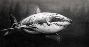 Картинка рисованное животные фон акула