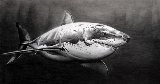 Обои картинки фото рисованное, животные, фон, акула