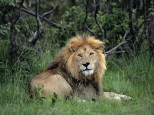 Картинка животные львы лев трава кусты
