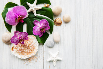 Картинка разное ракушки +кораллы +декоративные+и+spa-камни орхидеи камни