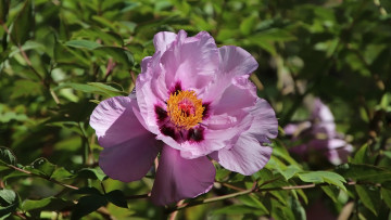 Картинка цветы пионы розовый пион макро