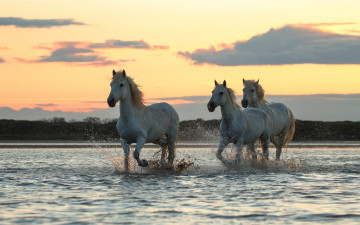 обоя животные, лошади, белые, море