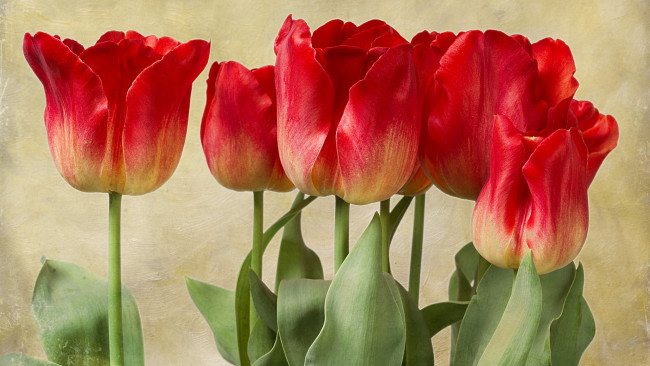 Обои картинки фото цветы, тюльпаны, алые, бутоны