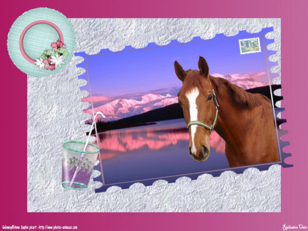 Обои картинки фото открытка, животные, лошади