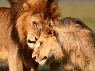 Картинка comfort in the wild животные львы