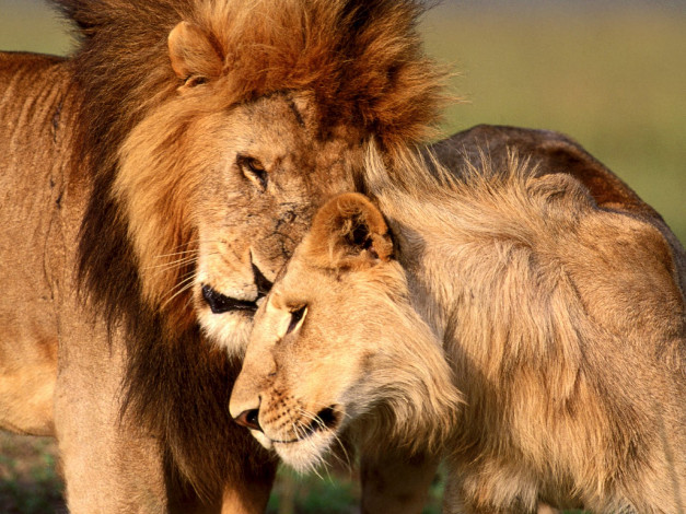 Обои картинки фото comfort, in, the, wild, животные, львы