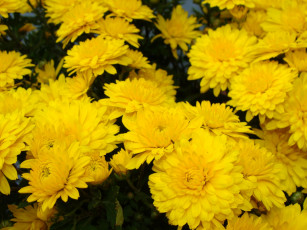 Картинка цветы хризантемы желтые много