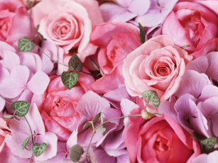 Картинка цветы разные вместе розы гортензия