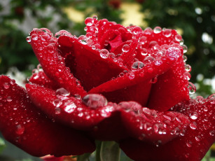 Картинка цветы розы капельки росы роса прелесть макро лепестки бутон королева цветов