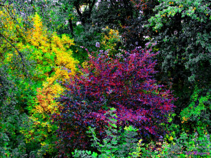 Картинка природа деревья осень парк