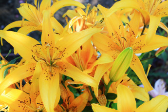 Картинка цветы лилии лилейники яркие желтые