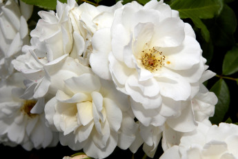 Картинка цветы розы много белый