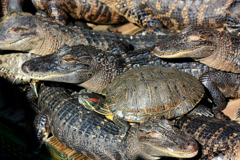 Картинка животные разные вместе отдых черепаха крокодилы