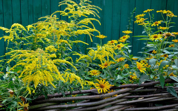 Картинка цветы разные вместе забор желтые