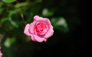 Картинка цветы розы розовый тёмный