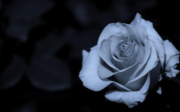 Картинка цветы розы тёмный