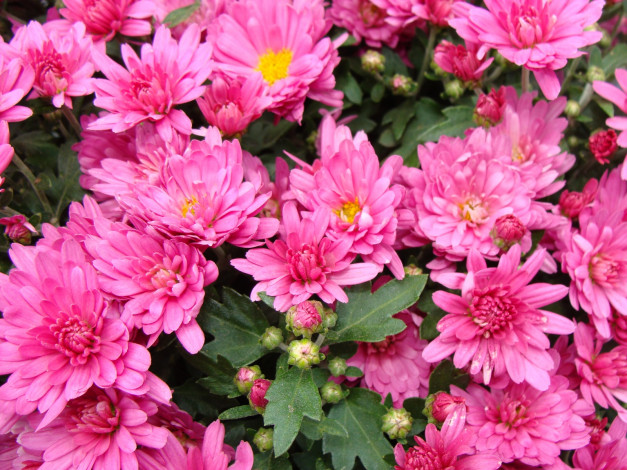 Обои картинки фото цветы, хризантемы, розовые, много