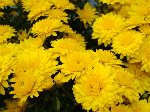 Обои картинки фото цветы, хризантемы, желтые, много