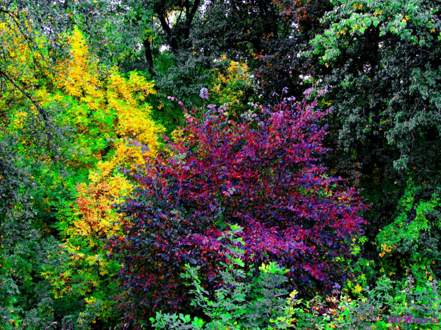 Обои картинки фото природа, деревья, осень, парк