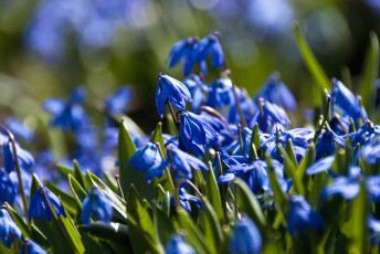 Картинка цветы подснежники белоцветник синий много
