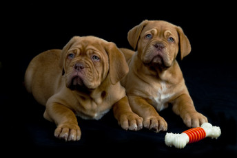 Картинка животные собаки порода щенки