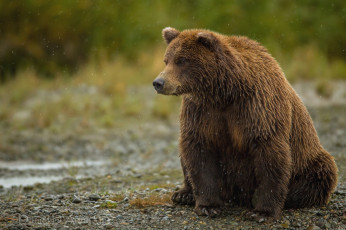 Картинка животные медведи мокрый большой бурый