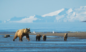 Картинка животные медведи побережье мама малыши