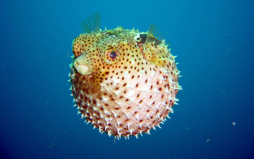 Картинка pufferfish животные рыбы рыба-еж